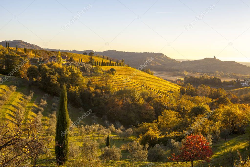 Vineyard in autumn in Collio region