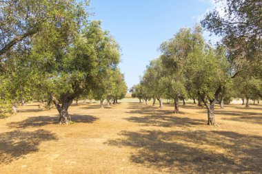 zeytin ağaçları: Salento