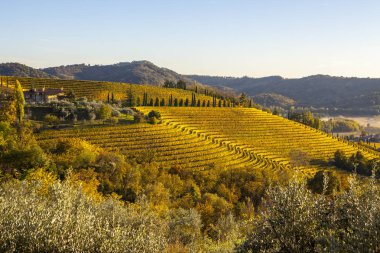 Collio bölgesi sonbahar bağ