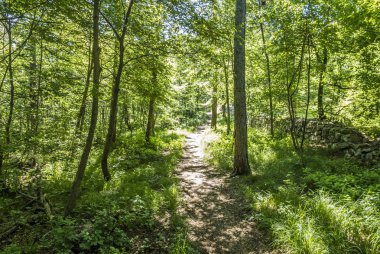 güzel yeşil forst yolundaki