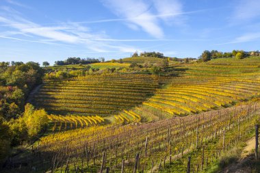 Collio bölgesi sonbahar bağ