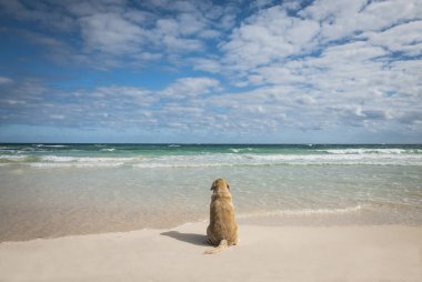 Beyaz tropik sahilde oturan köpek