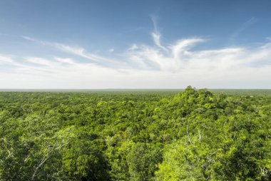 Calakmul biyosfer rezervi yucatan Meksika