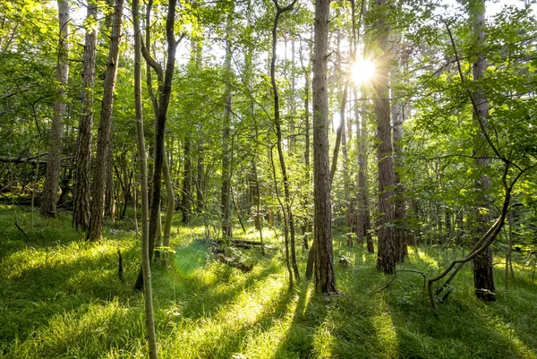 Güzel yeşil orman — Stok fotoğraf