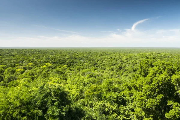 Calakmul biosphere reserve in yucatan mexico — Stock Photo, Image