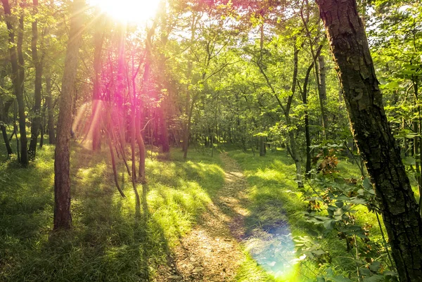 Krásný zelený Les — Stock fotografie