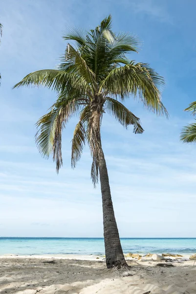 Palm tree on tropical beach — Stock Photo, Image