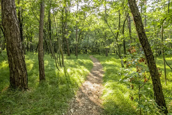 Schöner grüner Wald — Stockfoto