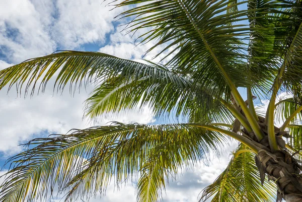 Palm tree from below — Stock Photo, Image