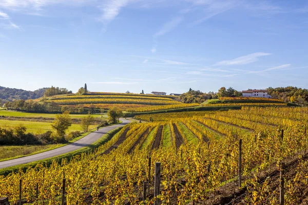 Wijngaard in de herfst in Collio regio — Stockfoto