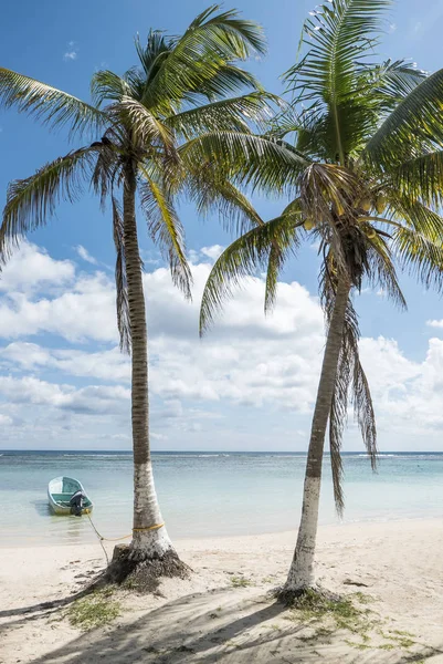 Tropik sahilde palmiye ağaçları — Stok fotoğraf
