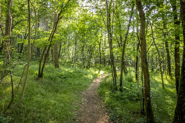 Beautiful green forest — Stock Photo, Image