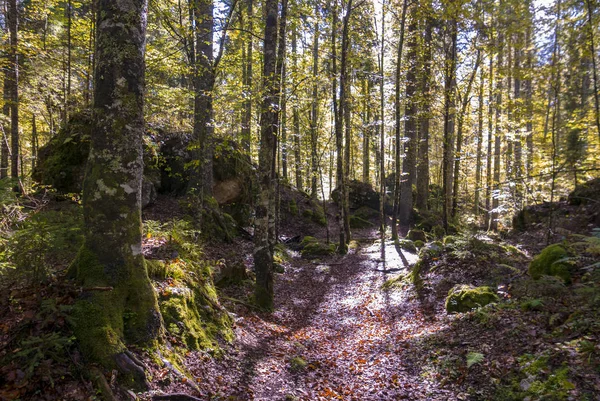 Bella foresta di montagna — Foto Stock