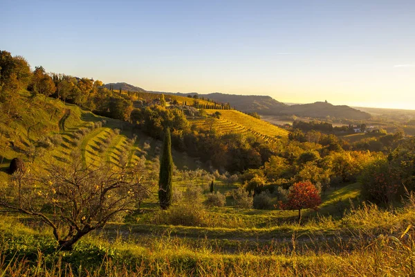 Winnicy jesienią w Collio — Zdjęcie stockowe