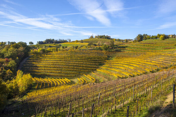 Vineyard in autumn in Collio region