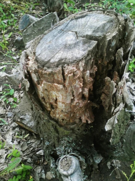 Sur Une Petite Clairière Talon Moulant Pas Partie Écorce Bois — Photo