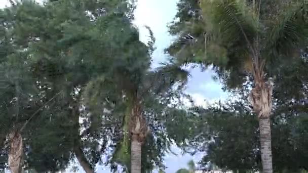 Palmiers soufflant dans le vent lors d'une grosse tempête 