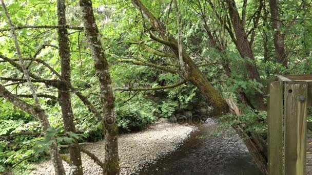 Establecimiento de Shot Creek cerca de criadero de peces en Issaquah Washington — Vídeo de stock