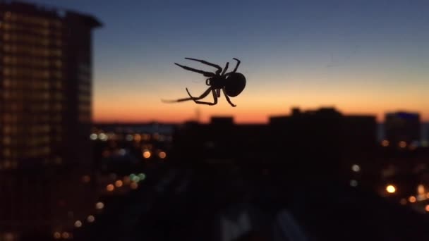 Spider Spins Web Sopra Cleveland Ohio — Video Stock