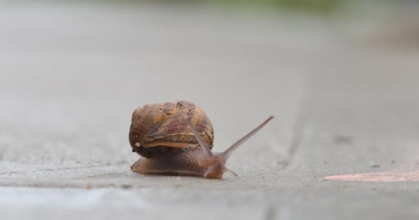 穿过人行道上的小慢蜗牛爬网 — 图库视频影像