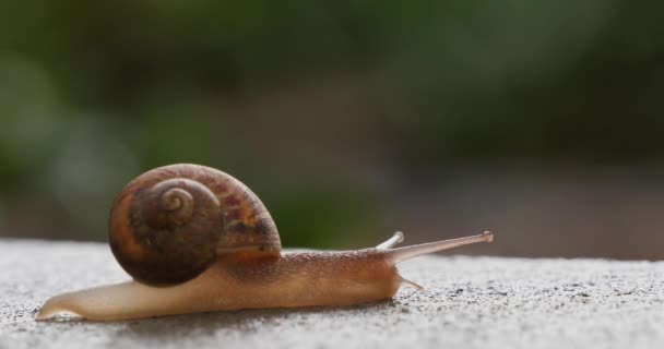 Small Snail Slowly Crawls Across Sidewalk — Stock Video