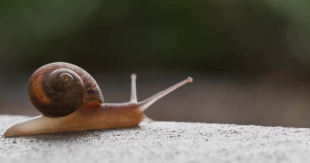 Small Snail Slowly Heads Over Edge of Sidewalk — Stock Video