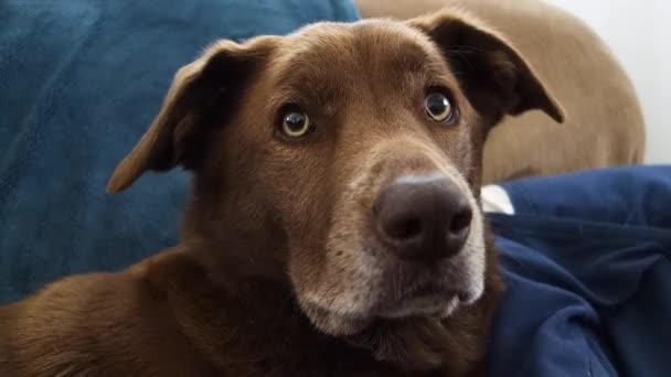 かわいい茶色家庭犬に見えるようにカメラで彼の耳好奇心が強い方法で — ストック動画