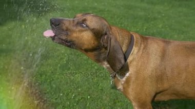 Büyük köpeği köpek içecekler ağır çekimde hortum dan