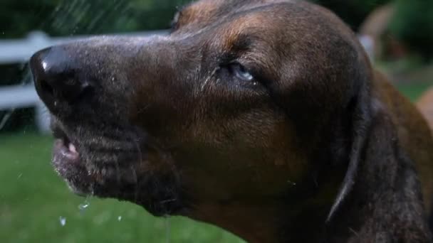 Närbild av stora Coonhound hund dricka från slangen i Slow Motion — Stockvideo