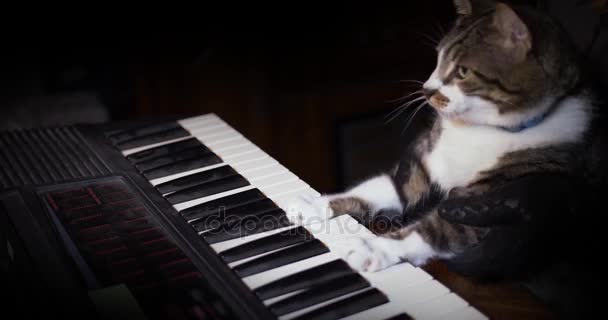 Gato engraçado toca um teclado, órgão ou piano — Vídeo de Stock