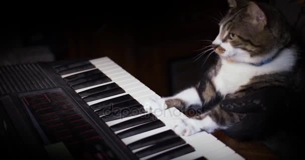 Lustige Katze spielt Keyboard, Orgel oder Klavier