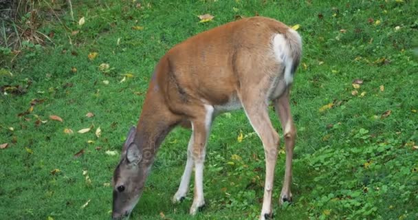 Les femelles se nourrissent de cerfs dans une prairie herbeuse 