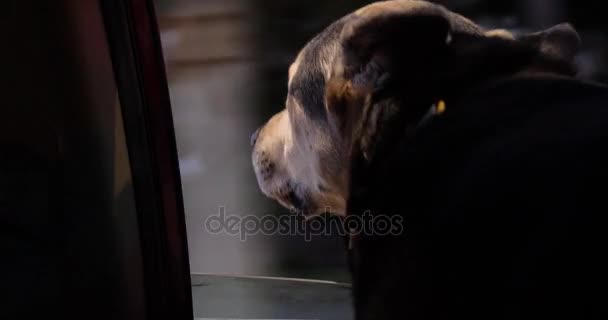 Cute Dog Rides com cabeça para fora janela do carro à noite — Vídeo de Stock