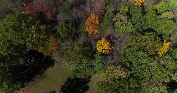 Veduta aerea delle cime degli alberi all'inizio dell'autunno — Video Stock