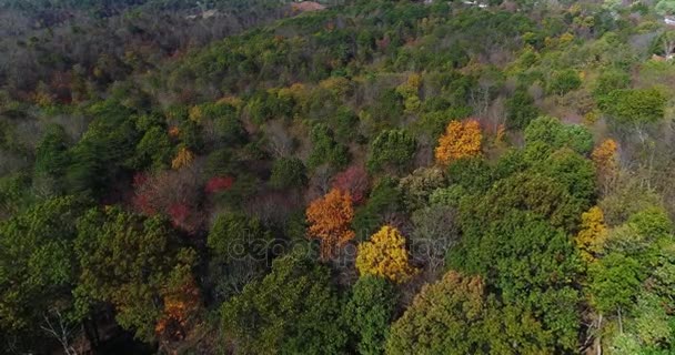 Veduta aerea delle cime degli alberi all'inizio dell'autunno — Video Stock