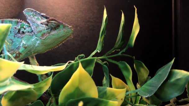 Caméléon coloré dans un réservoir 
