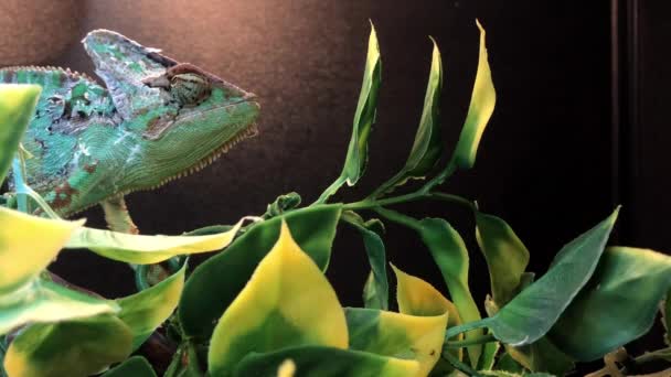 Kleurrijke Chameleon in een Tank — Stockvideo