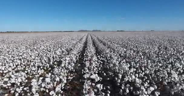 Vista lateral baixa de grandes plantas de campo de algodão — Vídeo de Stock