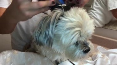 Küçük beyaz uzun saçlı köpek damat kırpar