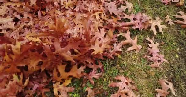 Lassú mozgás Pov leveleket fúj a földön — Stock videók