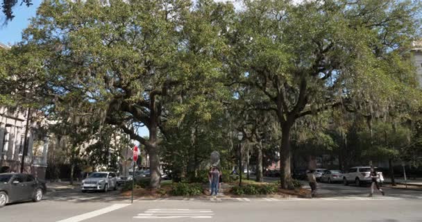Dag tot de oprichting van schot van Savannah boom bekleed Street — Stockvideo