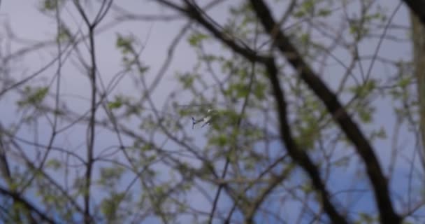 木の手足を通して見える晴れた日には ニュースヘリコプターが遠くに飛んでいます の速度で撃たれた — ストック動画
