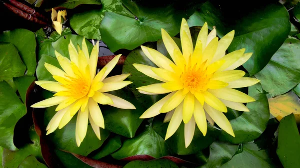 The yellow lotus was planted in the pond and well taken care of in the botanical garden, close up of beautiful yellow lotus