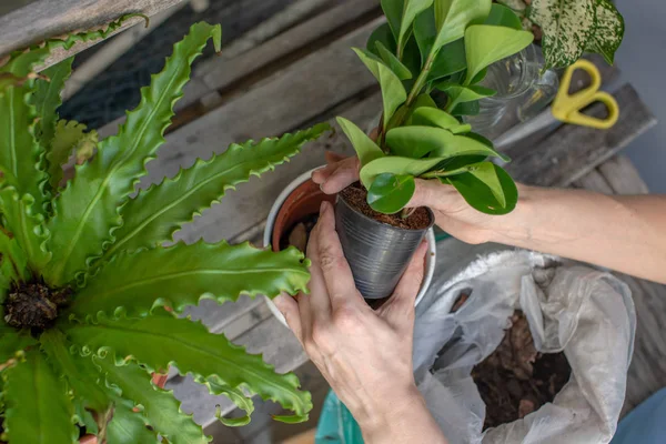 Due Mani Che Tengono Impianto Una Pentola Giardinaggio — Foto Stock