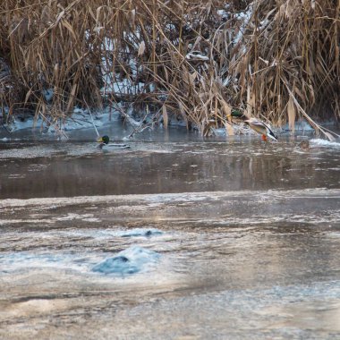 Donmuş Nehir yaban ördekleri