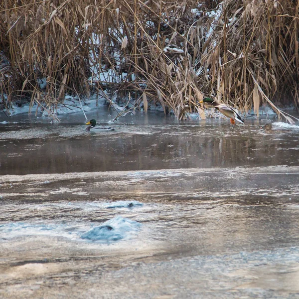Donmuş Nehir yaban ördekleri