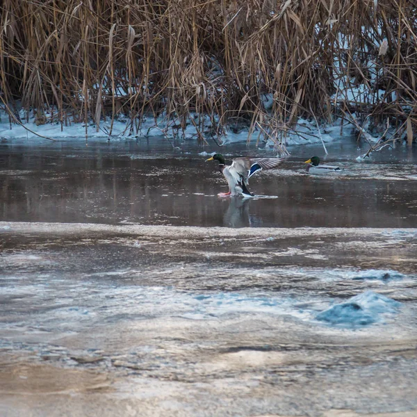 Donmuş Nehir yaban ördekleri