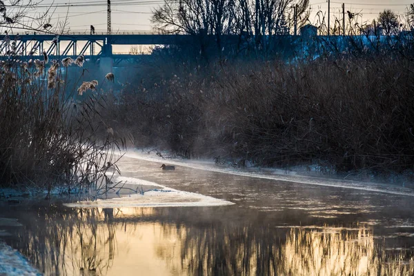 Vahşi donmuş nehir, sisli kış sabahı ördekler.