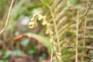 Yeşil fern büyüyen
