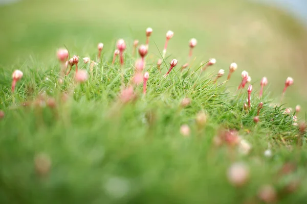 Fiori rosa piccoli — Foto Stock